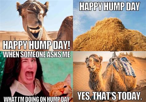 hump day ass|hump day Images, Photos, Memes, Gifs, and Pictures .